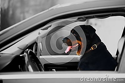 Rottweiler dog Stock Photo