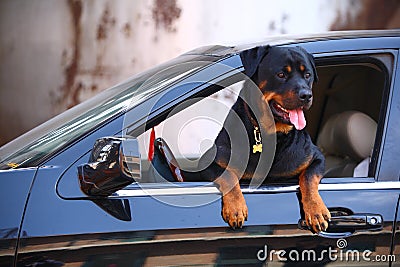 Rottweiler dog with car Stock Photo