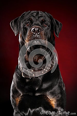 Rottweiler dog on red backround Stock Photo