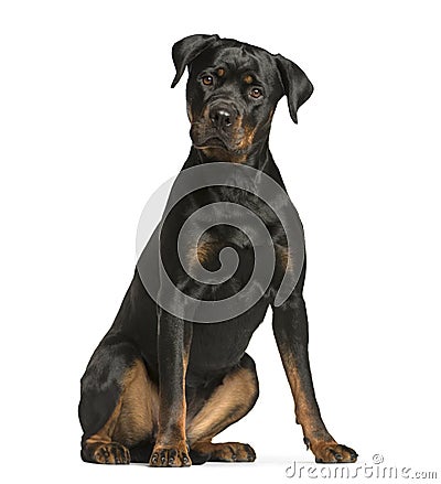 rottweiler dog, guard dog sitting and looking at the camera, iso Stock Photo