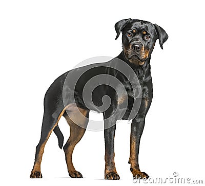 rottweiler dog, guard dog standing and looking at the camera, is Stock Photo