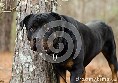 Rottweiler Dog Stock Photo