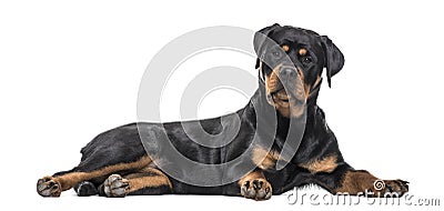 Rottweiler dog lying against white background Stock Photo