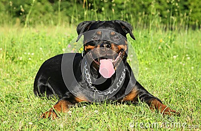 Rottweiler dog lying on green grass Stock Photo