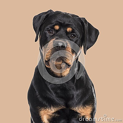 Rottweiler dog sitting against brown background Stock Photo