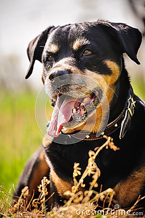 Rottweiler Stock Photo