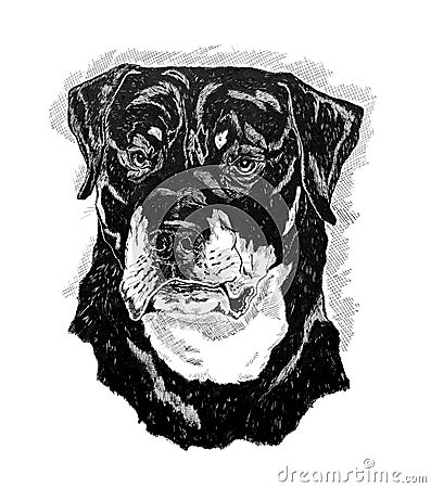 Rottweiler. Drawing made with Indian ink Stock Photo
