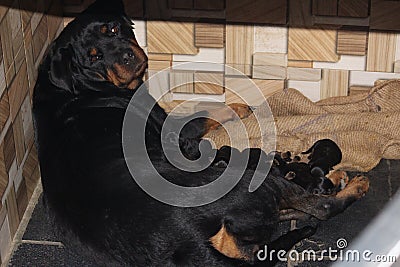 A rottweiler feeding their babies of new born. Very aggressive breed has gone soft after the pregnancy and gave birth to seven. Stock Photo