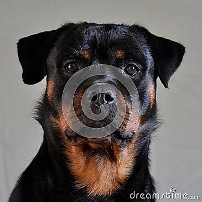 Rottweiler female 1 Stock Photo