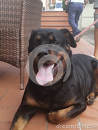 Rottweiler front of bar Stock Photo