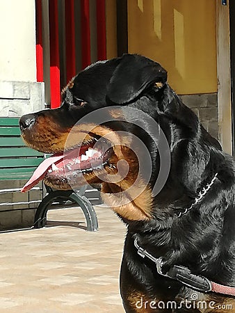 Rottweiler front of snackbar Stock Photo