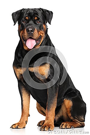 Rottweiler in front of white background Stock Photo