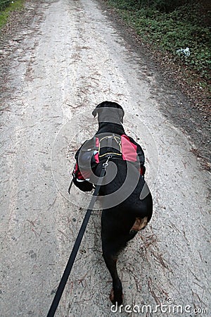 Rottweiler Hike Stock Photo