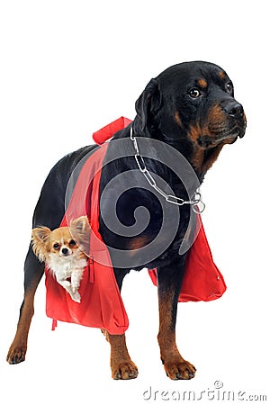 Rottweiler holding a chihuahua Stock Photo