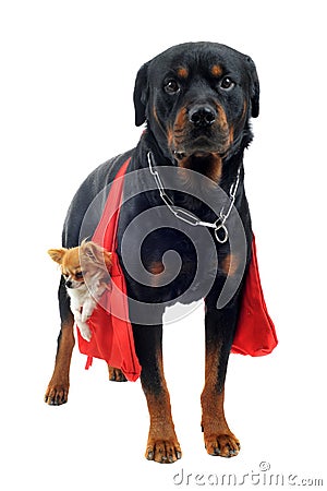 Rottweiler holding a chihuahua Stock Photo