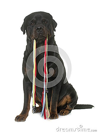 Rottweiler holding his leash Stock Photo