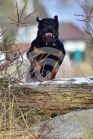 Rottweiler jumping a log Stock Photo
