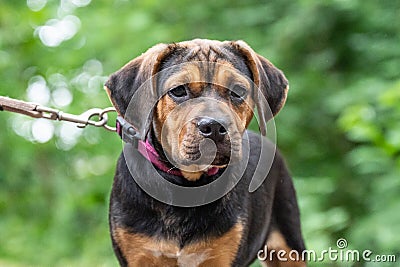 Rottweiler Labrador Mix puppy baby guard dog relaxing outdoors Mixed breed dog Close-up Stock Photo