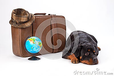 Rottweiler lying near travel suitcase. Stock Photo