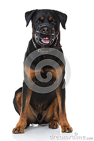 Adult rottweiler dog with muzzle Stock Photo