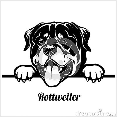 Rottweiler - Peeking Dogs - breed face head isolated on white Vector Illustration