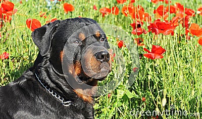 Rottweiler in poppies Stock Photo
