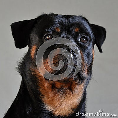 Rottweiler portrait Stock Photo