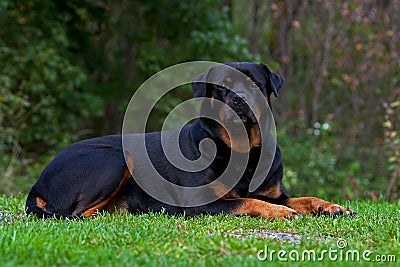 Rottweiler portrait Stock Photo