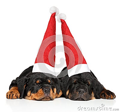 Rottweiler puppies in Santa cap sleeping Stock Photo