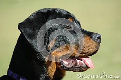 Rottweiler puppy Stock Photo