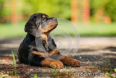 Rottweiler puppy on a playground Stock Photo