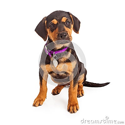 Rottweiler Puppy Sitting Stock Photo