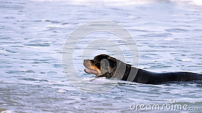 A Rottweiler running at the beach during summertime. Dangerous breed dog at the beach unleashed taking a bath happily Stock Photo