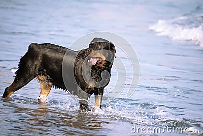 A Rottweiler running at the beach during summertime. Dangerous breed dog at the beach unleashed taking a bath happily Stock Photo