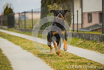 Rottweiler running towards camera Stock Photo