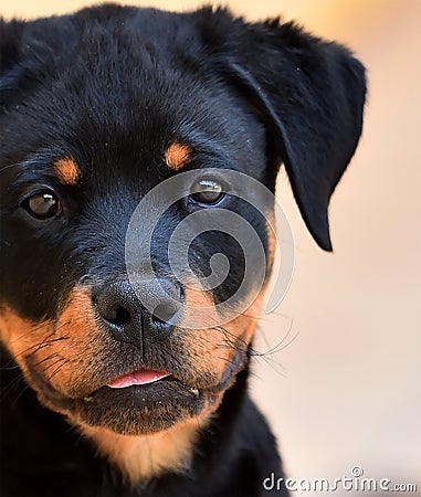 Rottweiler in spain Stock Photo