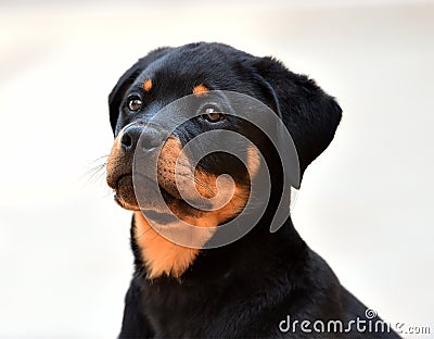 Rottweiler in spain Stock Photo