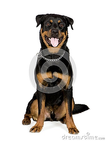 Rottweiler 1 year Stock Photo