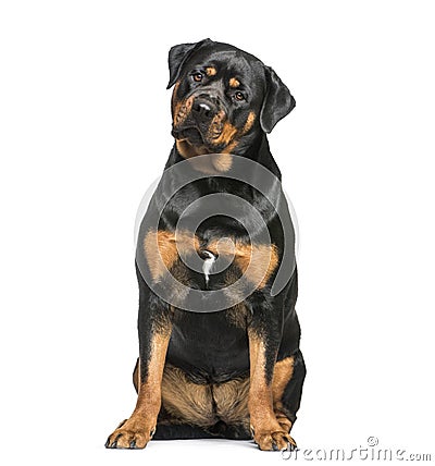 Rottweiler, 1 year old, sitting in front of white background Stock Photo