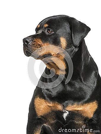 Rottweiler, 1 year old, sitting in front of white background Stock Photo