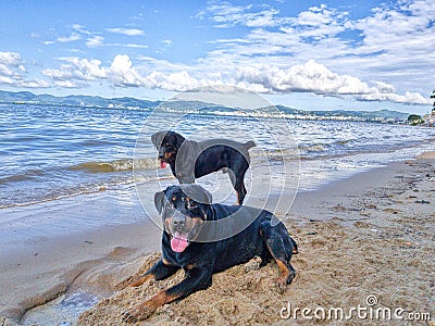 Rottweilers Stock Photo