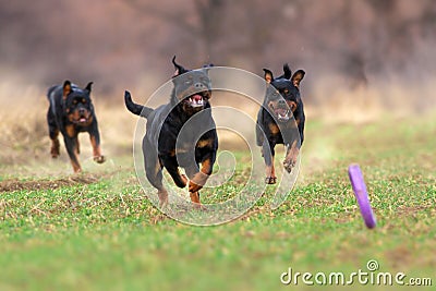 Rottweilers run with toys Stock Photo