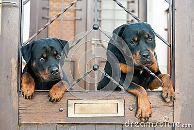 Rottweilers Stock Photo