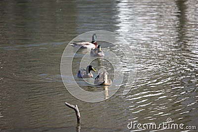 Rouen Ducks Swimming Stock Photo