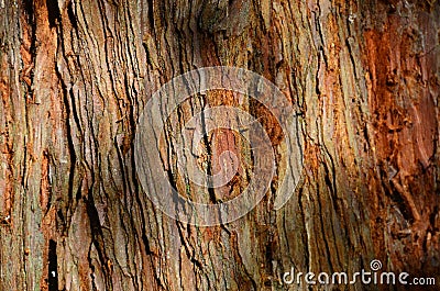 Rough Bark Stock Photo