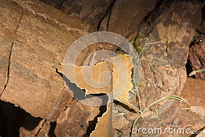 Wood chip material, wood texture, rough bark Stock Photo