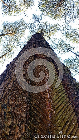 Rough brak texture pine tree trunk Stock Photo