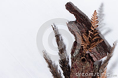 Rough brown bark, dry leaf fern, dried grass stems, moss on white wood board with shadow as modern simple background, top view. Stock Photo