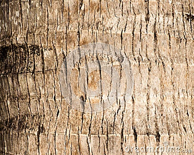 Rough brown palm tree wood bark natural texture background. Stock Photo