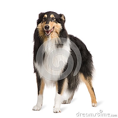 Rough Collie (2 years) Stock Photo